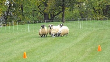 Sheepherding photo