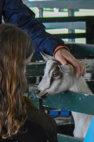 Child petting goat