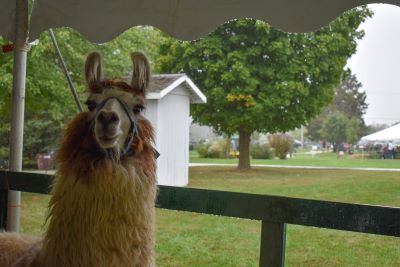 Llama