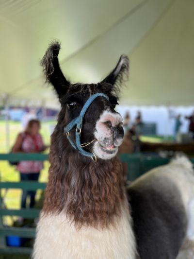Llama