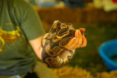 Snake